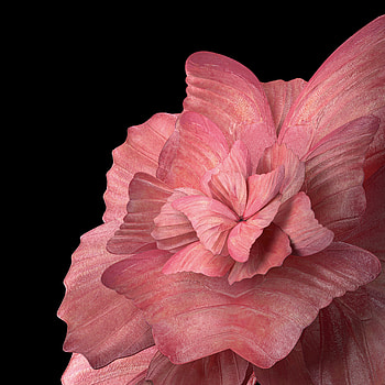 Vivo pad, magenta, art HD phone wallpaper