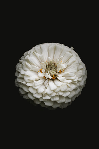 Flowers, Flower, Macro, Zinnia, White Zinnia HD phone wallpaper