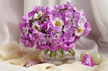 Daisies, still life, graphy, petals, colors, vase, flowers HD wallpaper