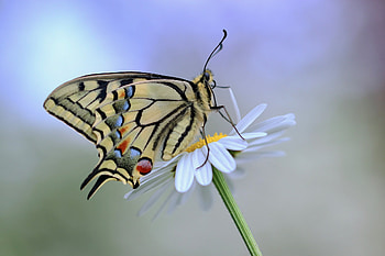 Butterfly, animal, wings, flower HD wallpaper