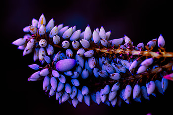 Plants Macro, plants, macro, flowers HD wallpaper