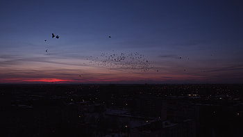 Birds, Night, City, Dark, Flock HD wallpaper