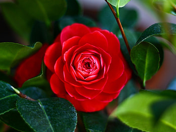 Red Camellia, camellia, leaves, flower, red, nature, macro HD wallpaper