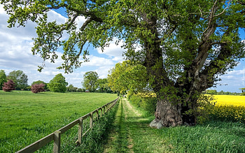 Summer Landscape, summer, field, path, landscape, tree HD wallpaper
