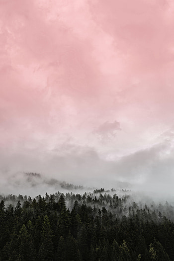Nature, Pink, Forest, Fog HD phone wallpaper