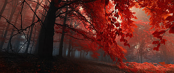 Ultrawide dedicated for 21:9 ,, Red Ultra Wide HD wallpaper