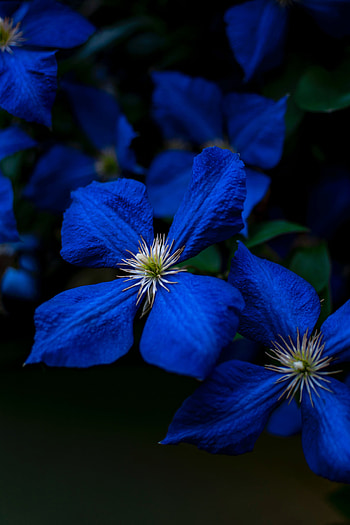 Flowers, Plant, Close-Up, Bloom, Flowering, Big Plan HD phone wallpaper