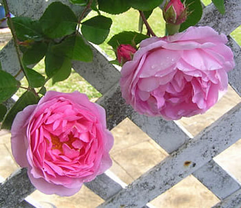CONSTANCE SPRY ROSE, rose, pink, beautiful, flowers HD wallpaper