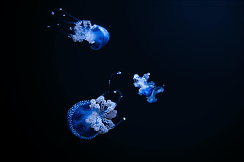Jellyfish, Dark, Tentacle, Handsomely, It's Beautiful HD wallpaper
