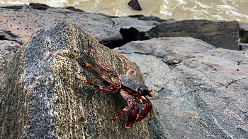 Crawling crab, Rock habitat, stock video, Animal motion HD wallpaper