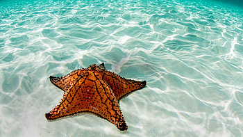 West Indian Sea Star, Belize Mesoamerican Barrier Reef, Windows 10 Spotlight HD wallpaper