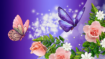Rose Flower - Butterfly Full Screen - -, Rose Flowers and Butterflies HD wallpaper