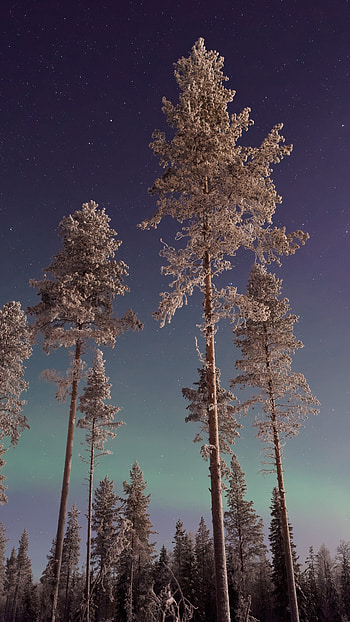 Northern lights, Pine Trees HD phone wallpaper