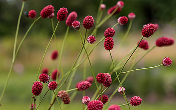 Burnets, Latvia, flowers, red HD wallpaper