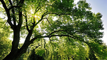 in the sun, rays, green, branches, trees, summer glow, sun HD wallpaper