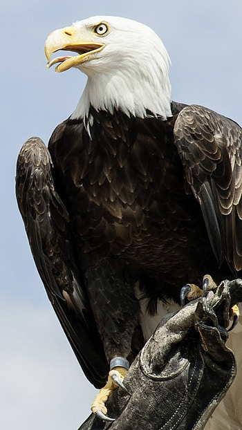 Eagle, Eagle Bird HD phone wallpaper