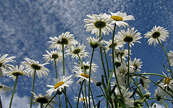 Flowers, Sky, Clouds, Summer, Camomile HD wallpaper