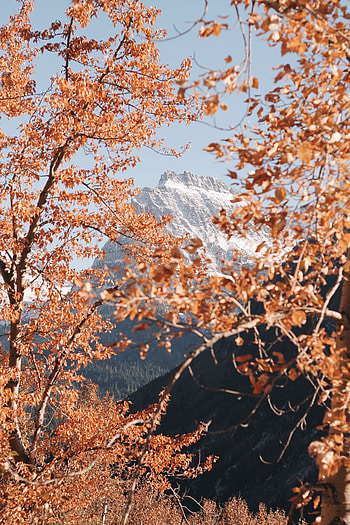 Landscape, Nature, Trees, Mountain, Vertex, Top, Branches HD phone wallpaper