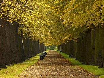 Beautiful Trees, trees, cool, beautiful HD wallpaper