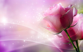 Roses, rose, pink, flower, texture, card HD wallpaper