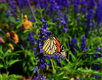 Animals, Flower, Pattern, Butterfly, Wings, Monarch Butterfly, Butterfly Monarch HD wallpaper