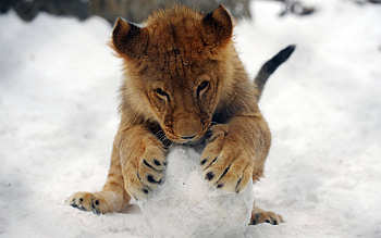 Animals, Lions HD wallpaper