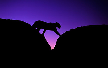 Animals, Puma HD wallpaper
