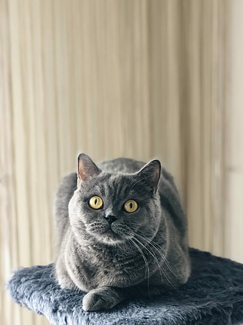 British Cat, Care cat, Independent spirit, Playful charm HD phone wallpaper
