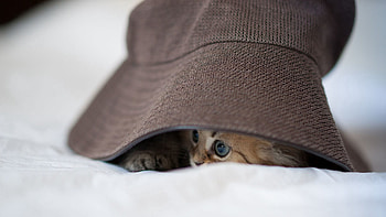 Animals, Kitty, Kitten, Eyes, Playful, Hat HD wallpaper