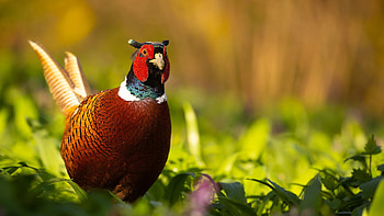 Colorful Pheasant Bird Is Standing In Green Plants Field In Blur Background Bird HD wallpaper