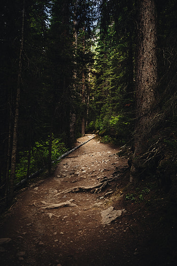 Nature, Trees, Forest, Spruce, Fir, Path HD phone wallpaper
