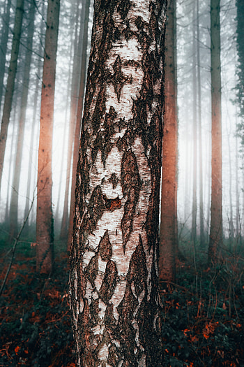 Nature, Wood, Forest, Tree, Fog, Birch HD phone wallpaper