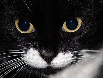 Calico face, sweet, kitten, calico, cat HD wallpaper