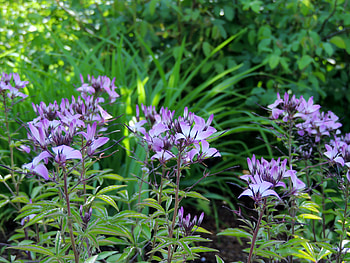 Pale Petals, graphy, Leaves, Summer, Flowers, Nature HD wallpaper