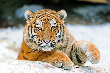 Animals, Young, Muzzle, Tiger, Joey, Paw HD wallpaper