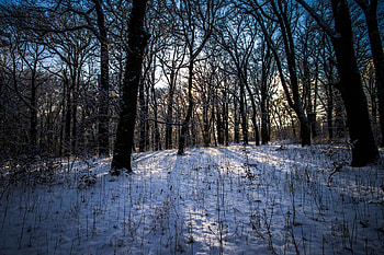 Landscape, Winter, Nature, Forest HD wallpaper