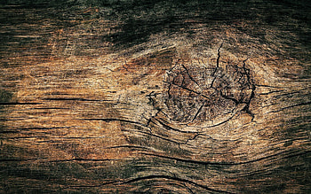 Wood texture, Brown background, Tree rings detail, Natural design HD wallpaper