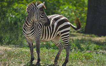 Zebra, animal, stripes, mammal HD wallpaper