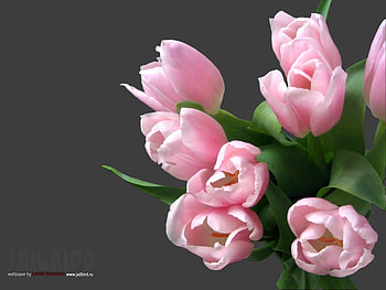 Plants, Flowers, Tulips, Bouquets HD wallpaper