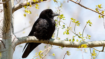 Animals, Bird, Sit, Branch, Raven HD wallpaper
