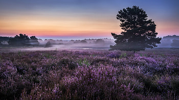 Landscape Plants Trees, landscape, plants, trees, nature HD wallpaper