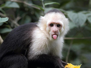 Capuchin Monkey, capuchin, monkey, primate, ape HD wallpaper