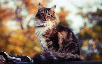 Animals, Sit, Cat, Fluffy, Spotty, Spotted HD wallpaper
