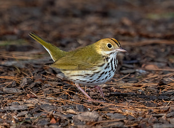 Ovenbird (Seiurus aurocapilla) in Prospect Park, Brooklyn, NY USA, Animal, warbler HD wallpaper