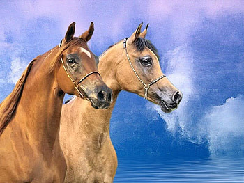 2 Stallions, clouds, nature, arabians, animals HD wallpaper