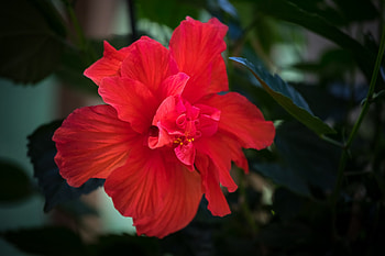 Hibiscus, Leaves, Flower, Red HD wallpaper