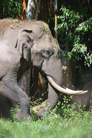 Close-up of an Asian elephant in Kerala's tropical jungle, showcasing its majestic presence. HD phone wallpaper