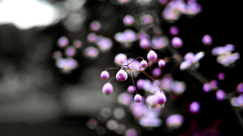 Flowers, Plant, Macro, Branch HD wallpaper