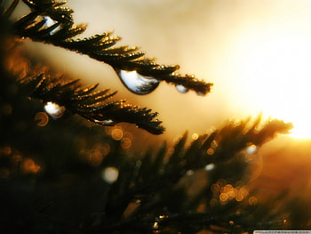 DROPS OF WEATHER, bokeh, golden, rain, sunlight, drops, close up, cool, trees, , water, forest, macro HD wallpaper