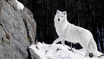 Arctic Wolf, Snow Wolf , Arctic wonderland, Snowy beauty HD wallpaper